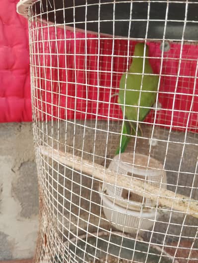 green parrot