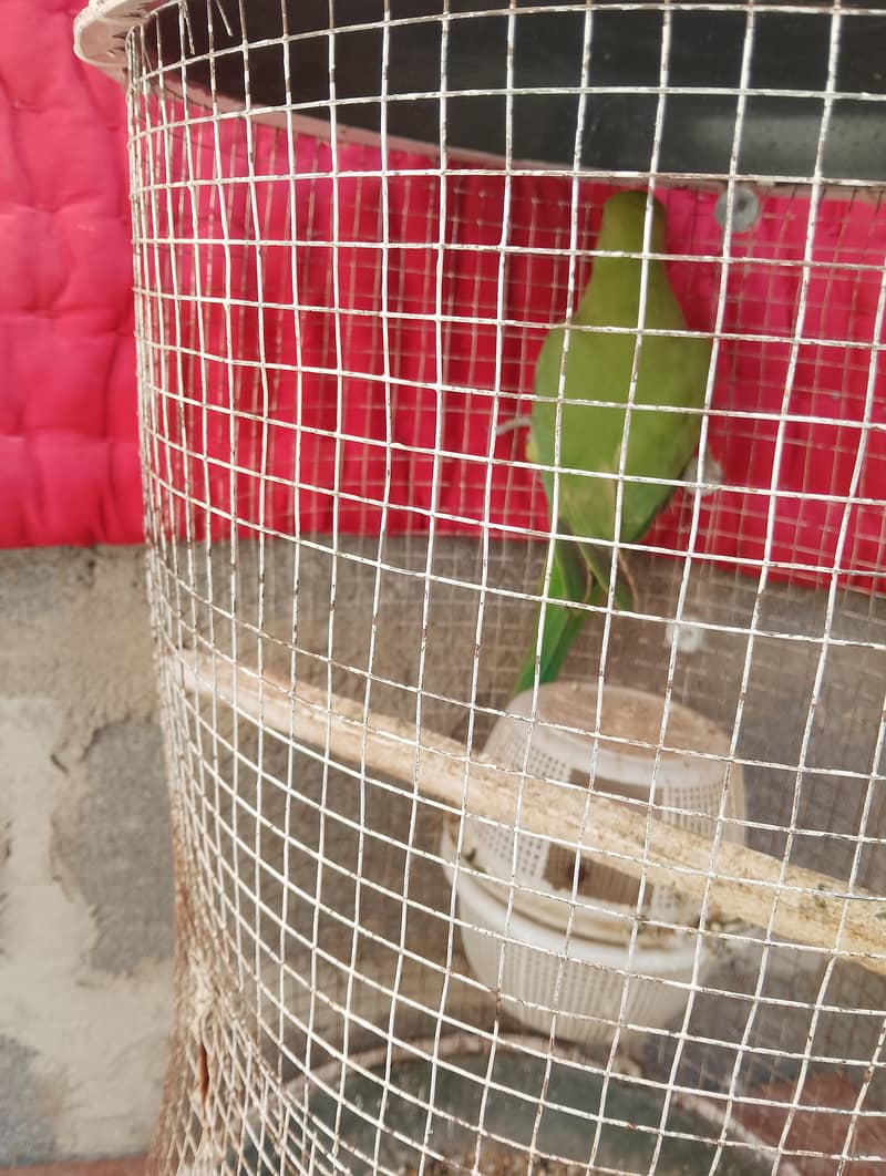 green parrot 0