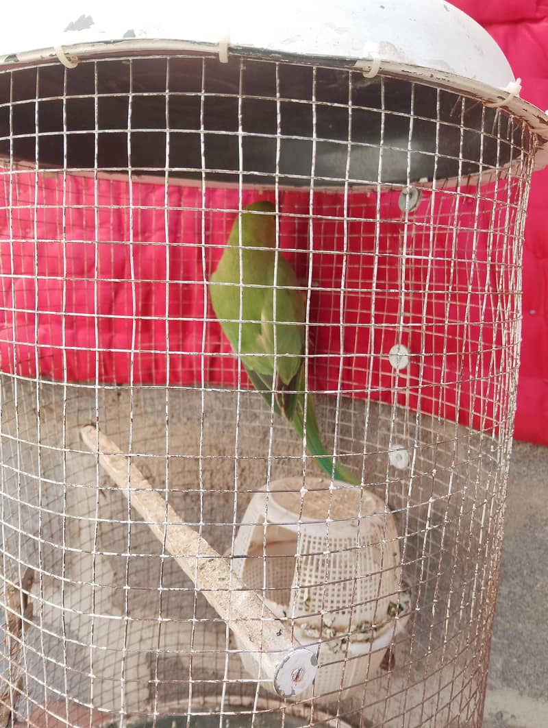 green parrot 1