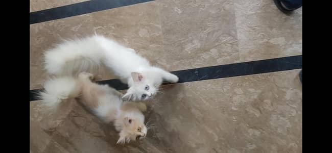 Persion cat  Kittens For Sale age 3.5 months Urgent Sale