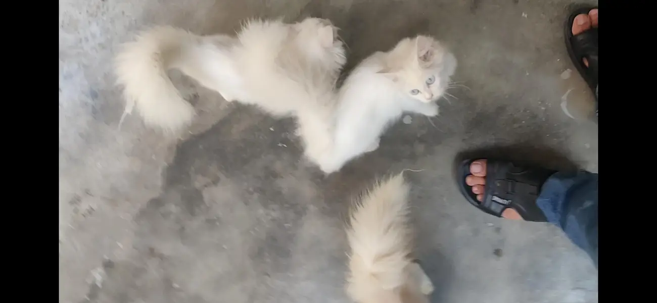 Persion cat  Kittens For Sale age 3.5 months Urgent Sale — photo 2
