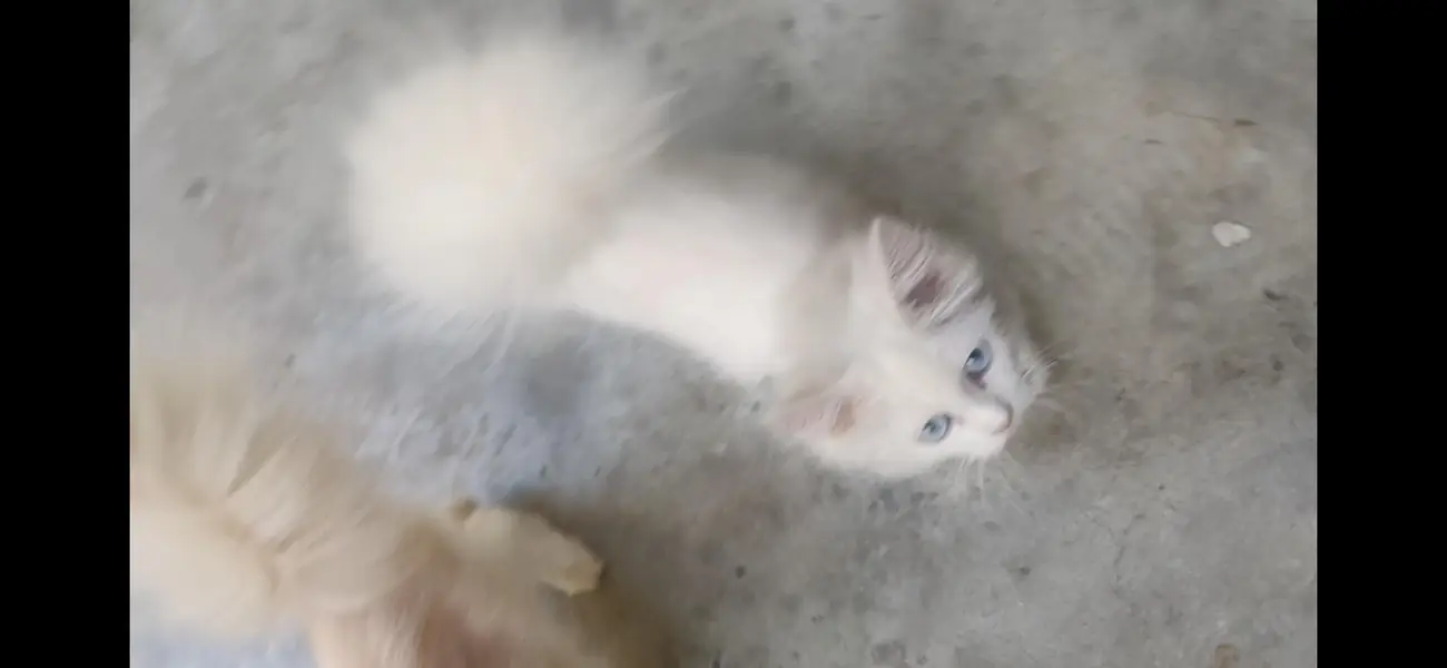 Persion cat  Kittens For Sale age 3.5 months Urgent Sale — photo 3