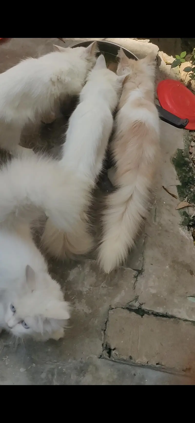 Persion cat  Kittens For Sale age 3.5 months Urgent Sale — photo 4