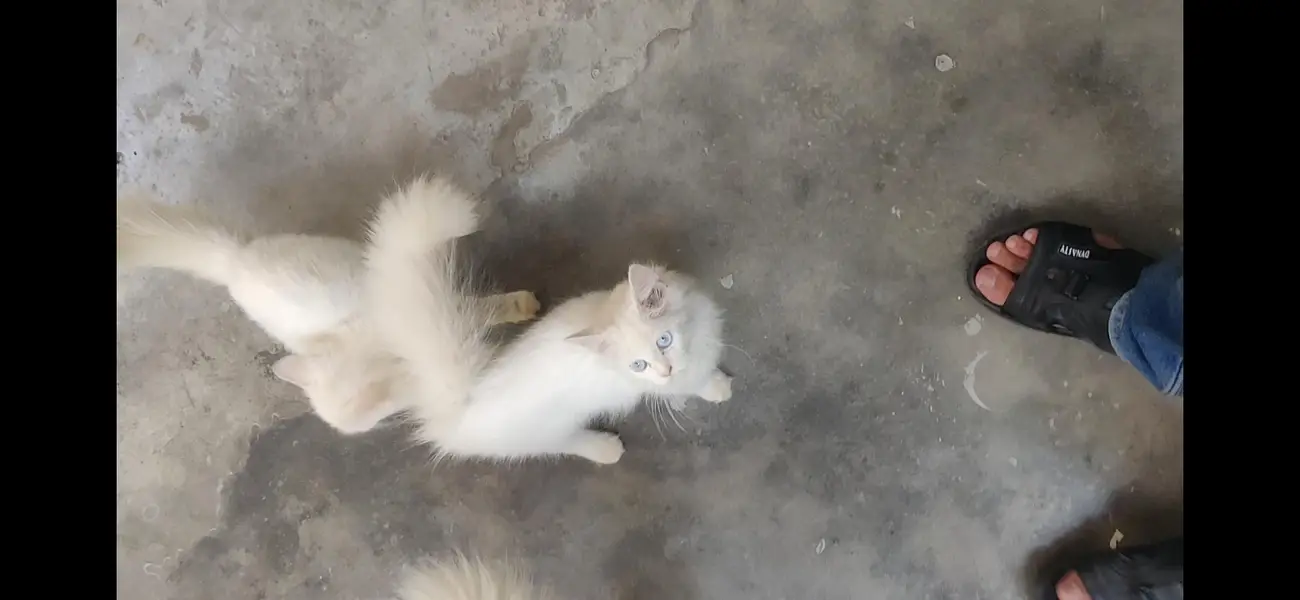 Persion cat  Kittens For Sale age 3.5 months Urgent Sale — photo 5