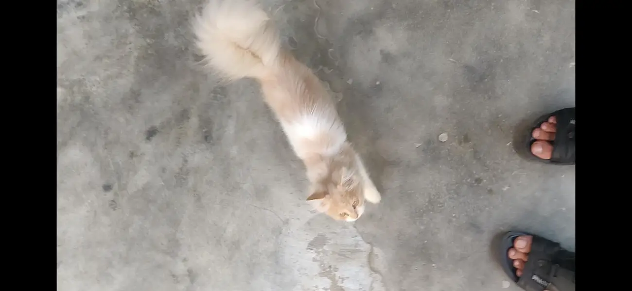 Persion cat  Kittens For Sale age 3.5 months Urgent Sale — photo 6
