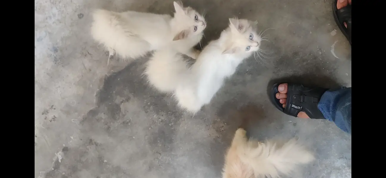 Persion cat  Kittens For Sale age 3.5 months Urgent Sale — photo 7