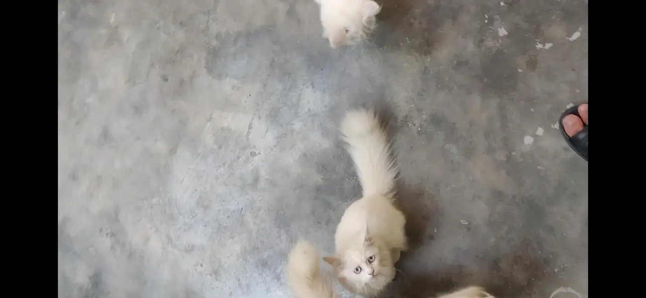 Persion cat  Kittens For Sale age 3.5 months Urgent Sale — photo 8