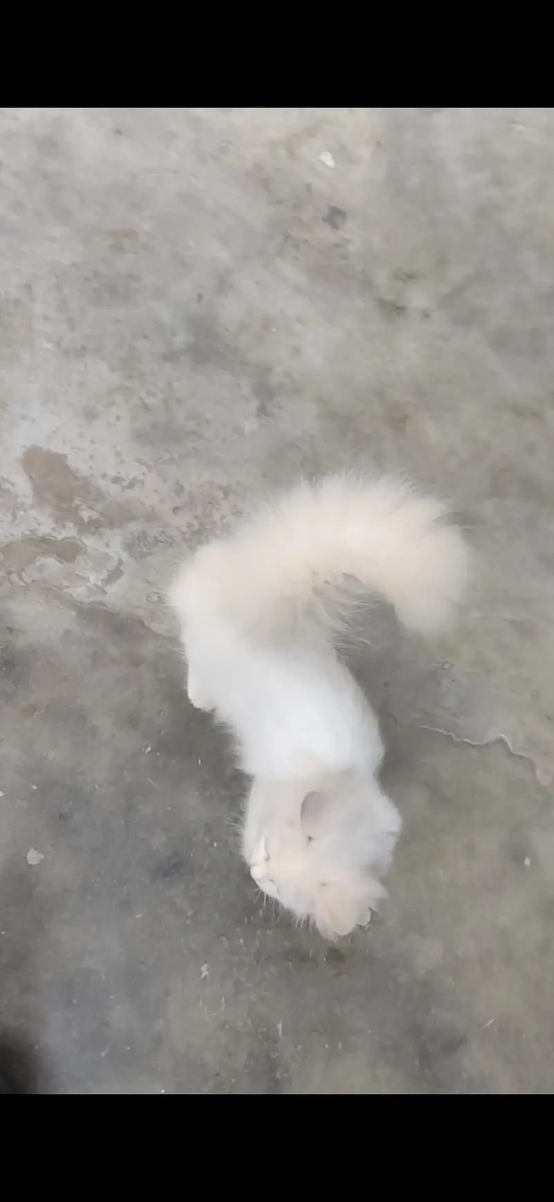 Persion cat  Kittens For Sale age 3.5 months Urgent Sale — photo 9
