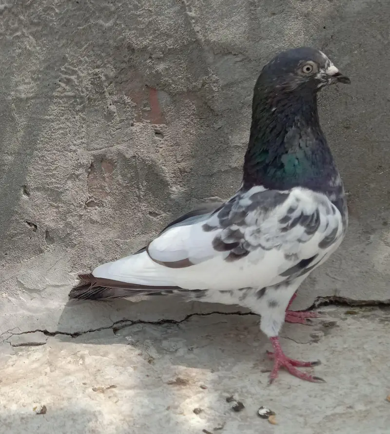 golden kamagar — photo 2