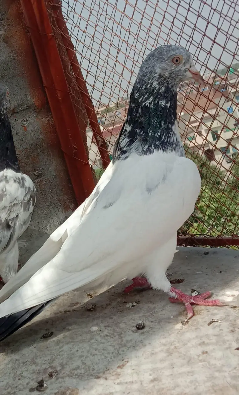 golden kamagar — photo 3