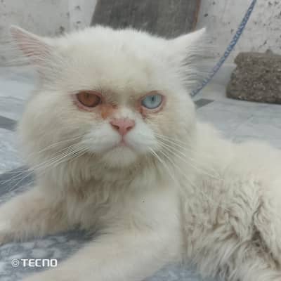 Persian cat male for sale