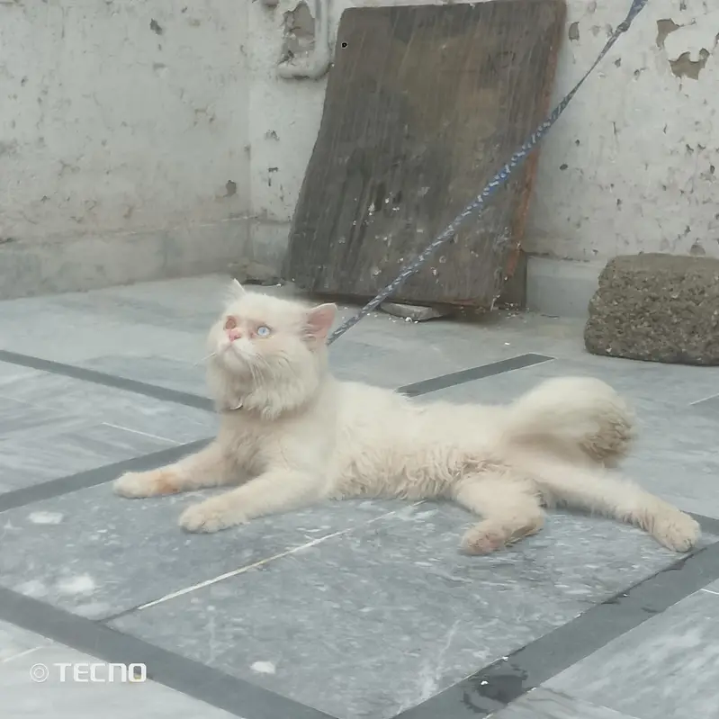 Persian cat male for sale — photo 3