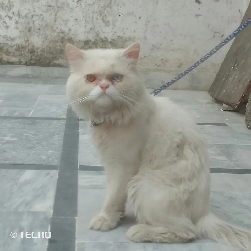Persian cat male for sale — photo 4