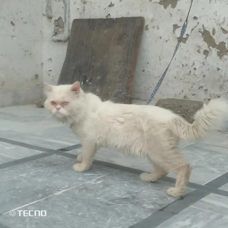 Persian cat male for sale — photo 5