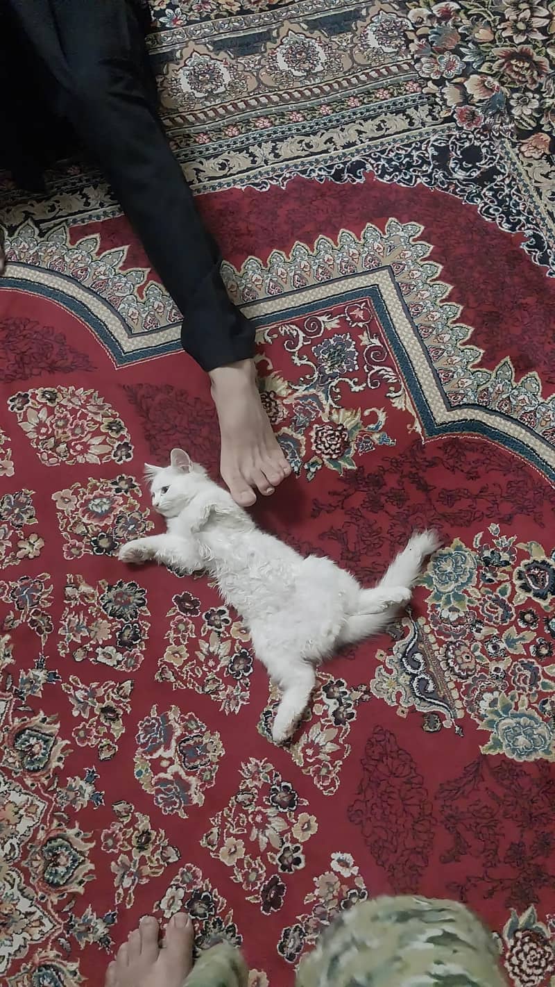 percion cat 0