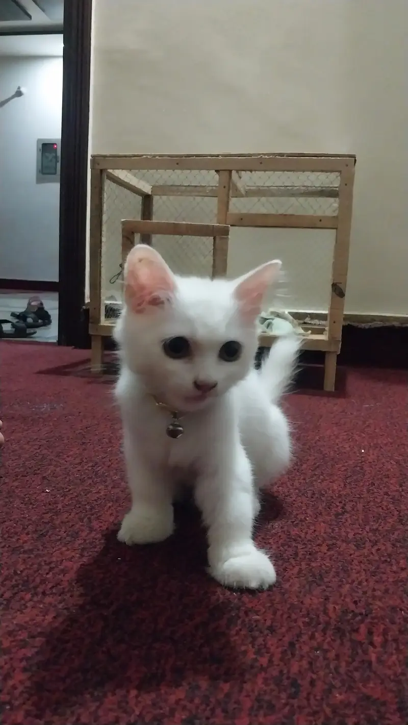 percion cat — photo 2