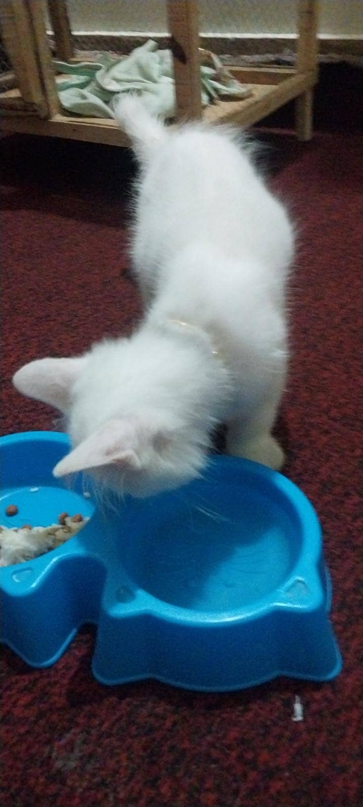 percion cat 2