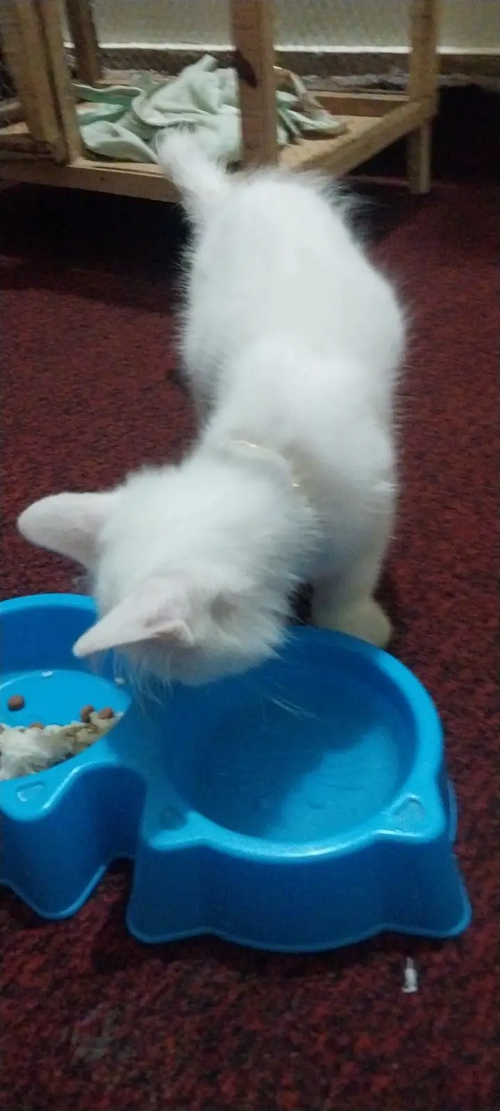 percion cat — photo 3