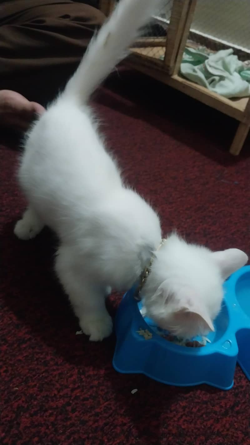 percion cat 3