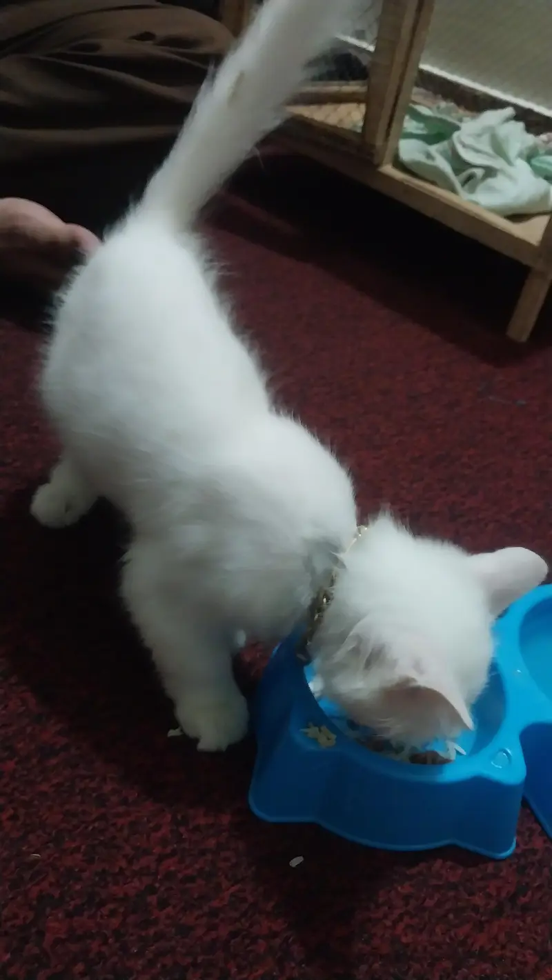 percion cat — photo 4