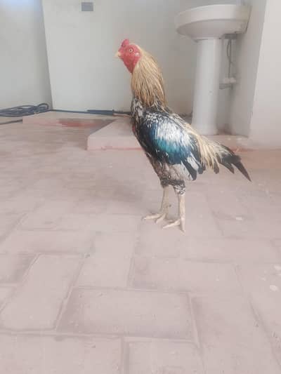 pure aseel mianwali murga for sale