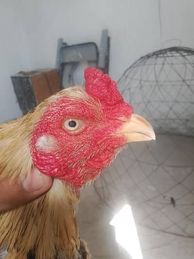 pure aseel mianwali murga for sale