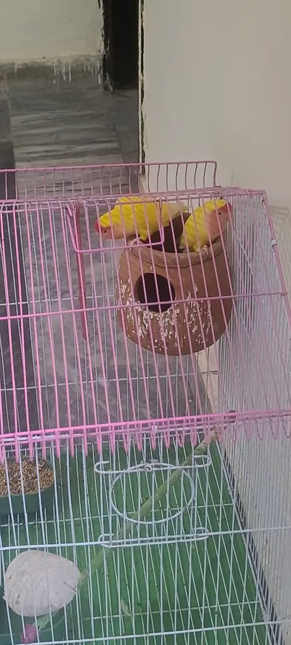 Yellow peach face lutino love bird pair with cage — photo 2