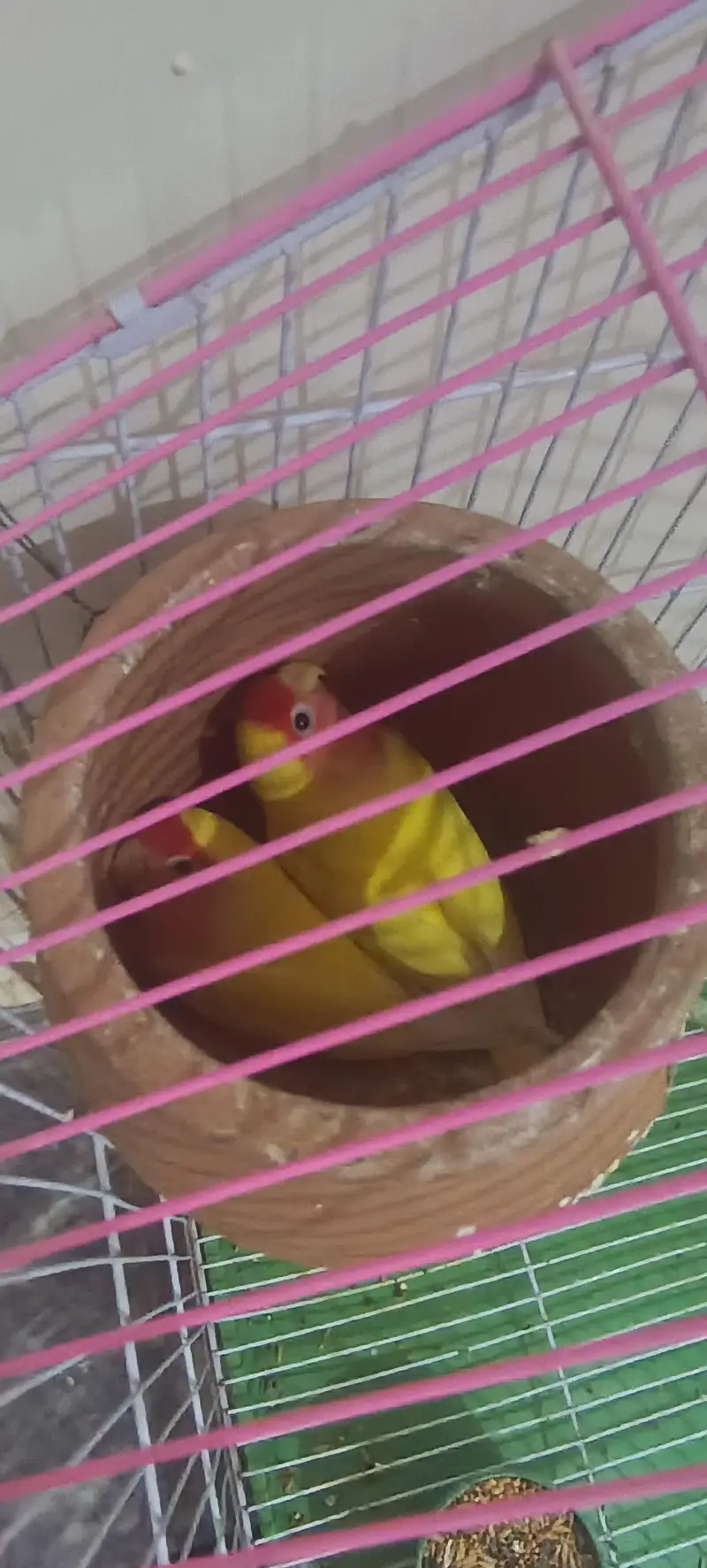 Yellow peach face lutino love bird pair with cage — photo 3