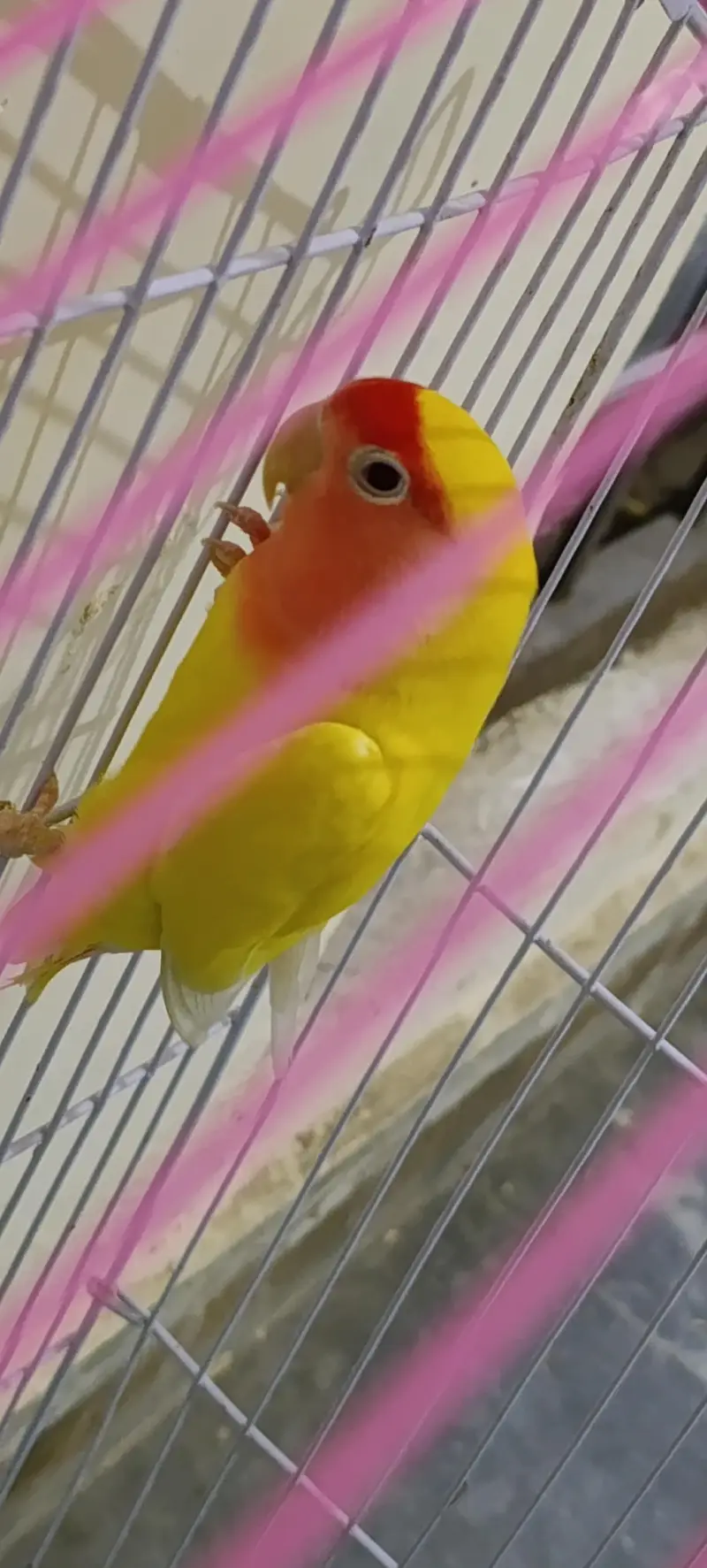Yellow peach face lutino love bird pair with cage — photo 4