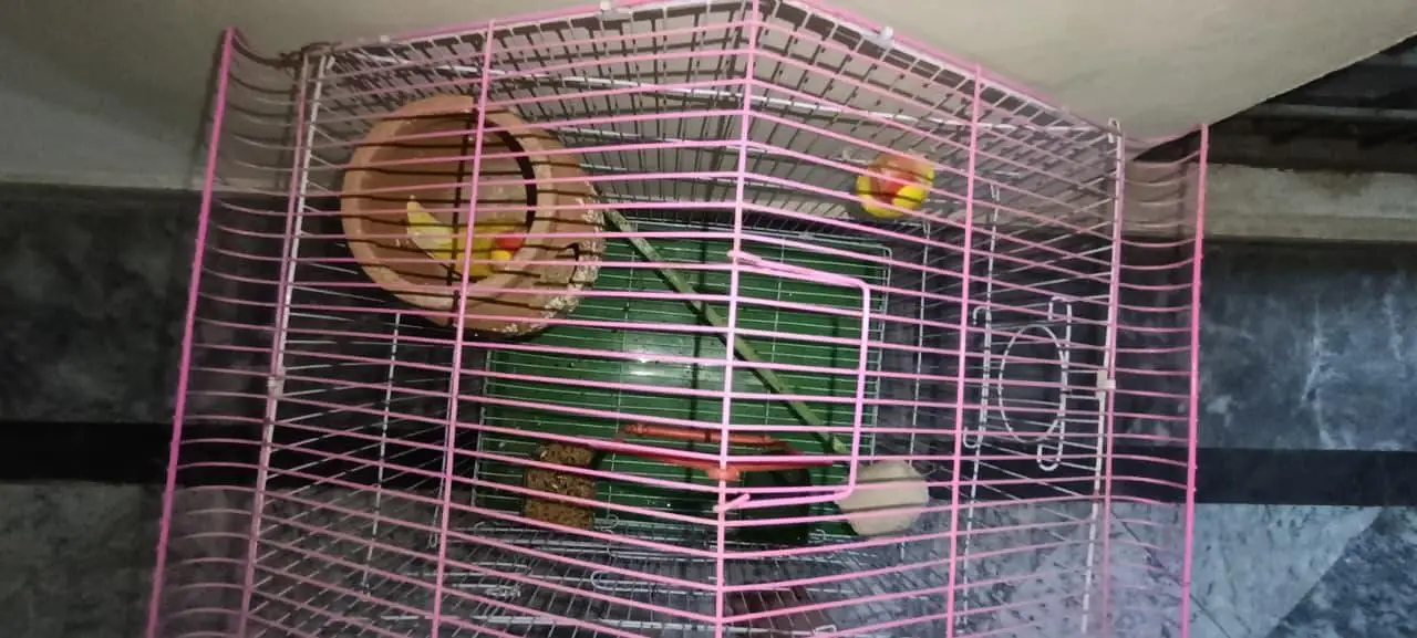 Yellow peach face lutino love bird pair with cage — photo 5
