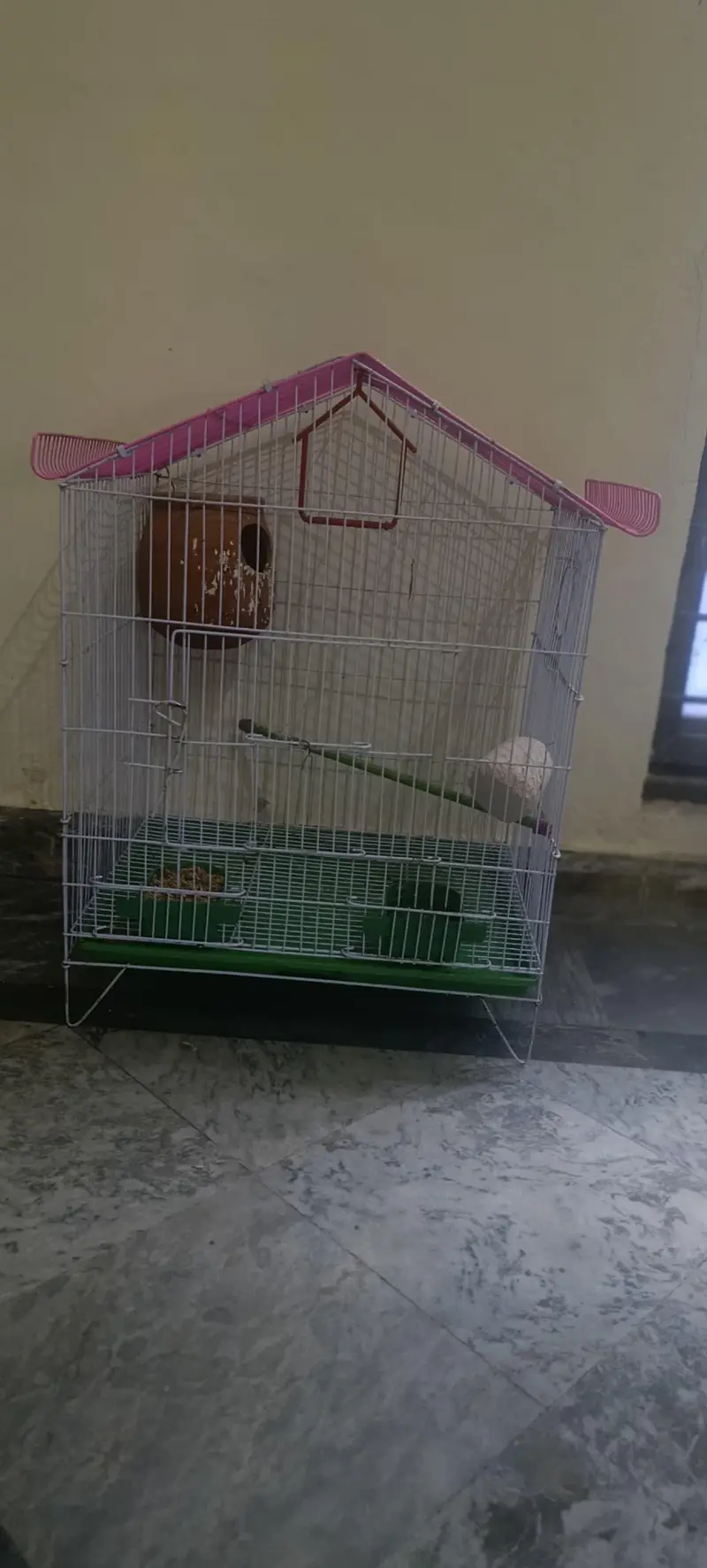 Yellow peach face lutino love bird pair with cage — photo 6