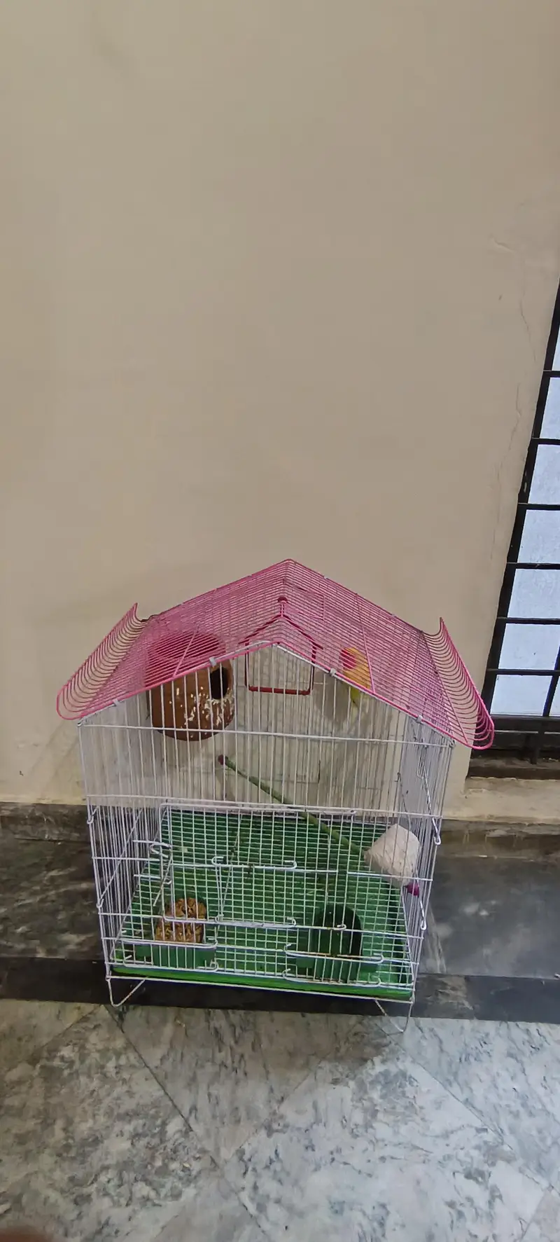 Yellow peach face lutino love bird pair with cage — photo 7