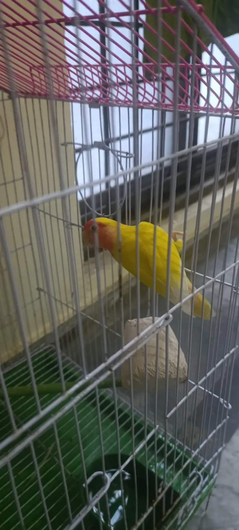 Yellow peach face lutino love bird pair with cage — photo 8