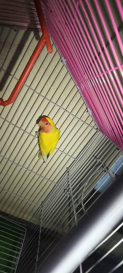 Yellow peach face lutino love bird pair with cage