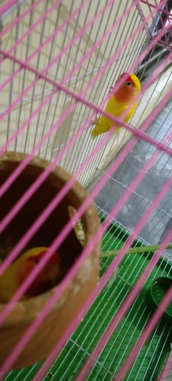 Yellow peach face lutino love bird pair with cage — photo 9