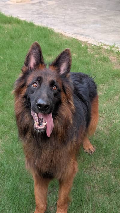 German shepherd