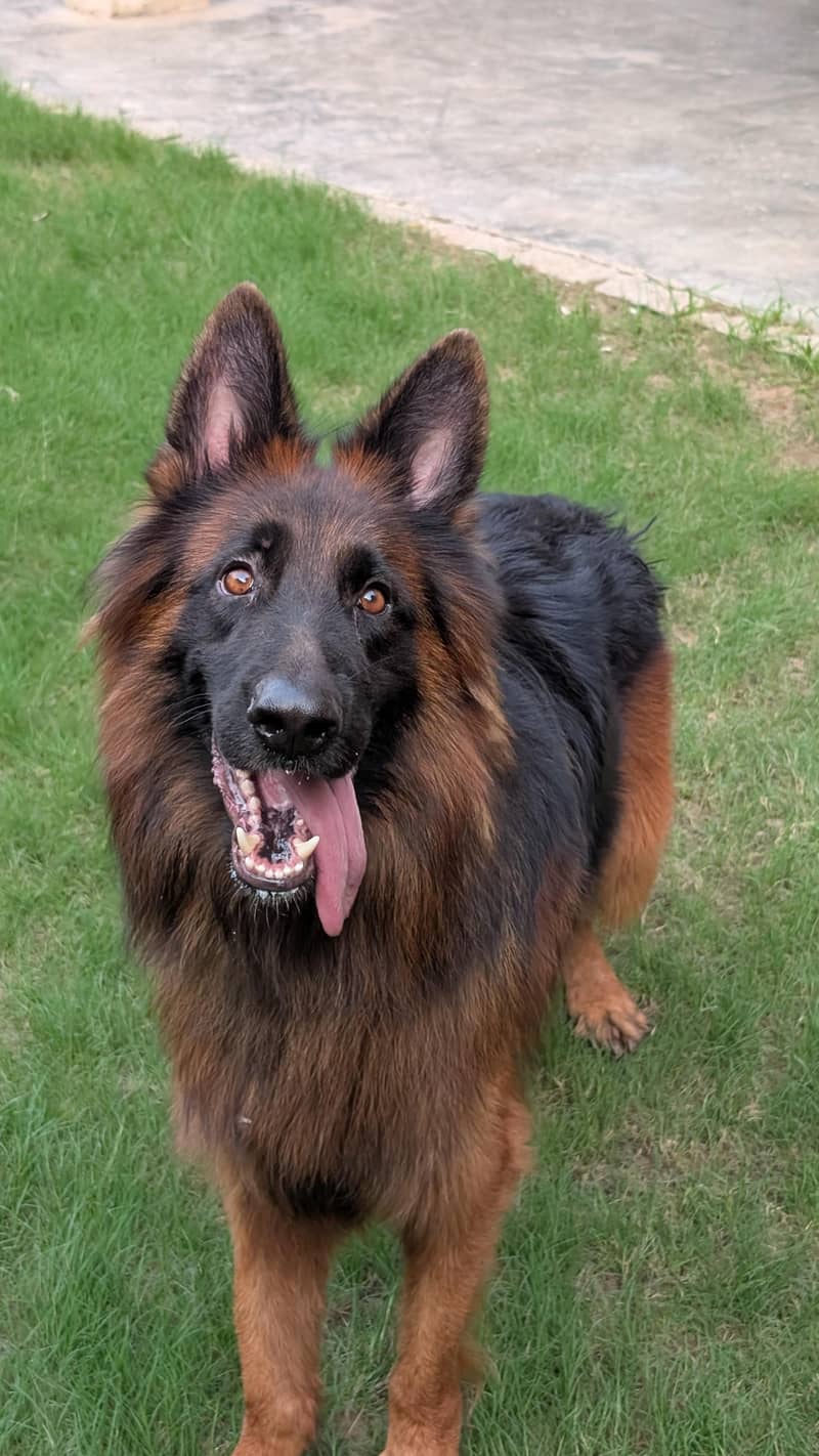 German shepherd 0