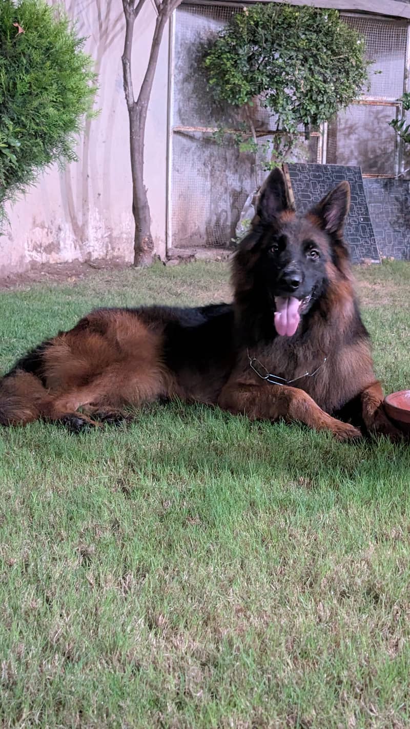 German shepherd 1