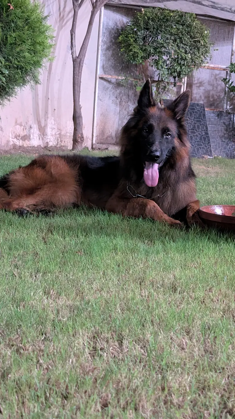 German shepherd — photo 3