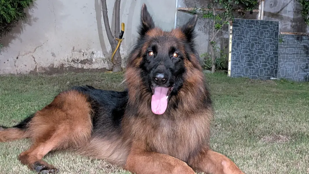 German shepherd — photo 4