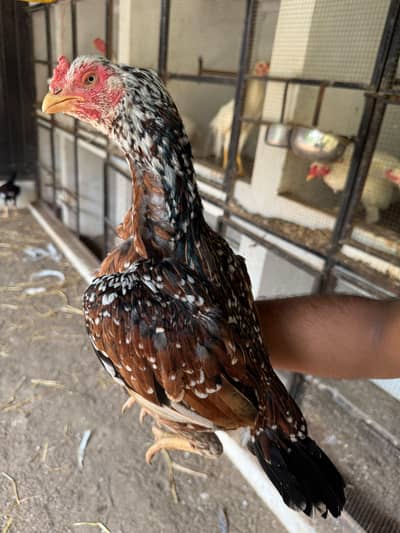 Top Quality Aseel and Shomo Breeder Egg lying Hens