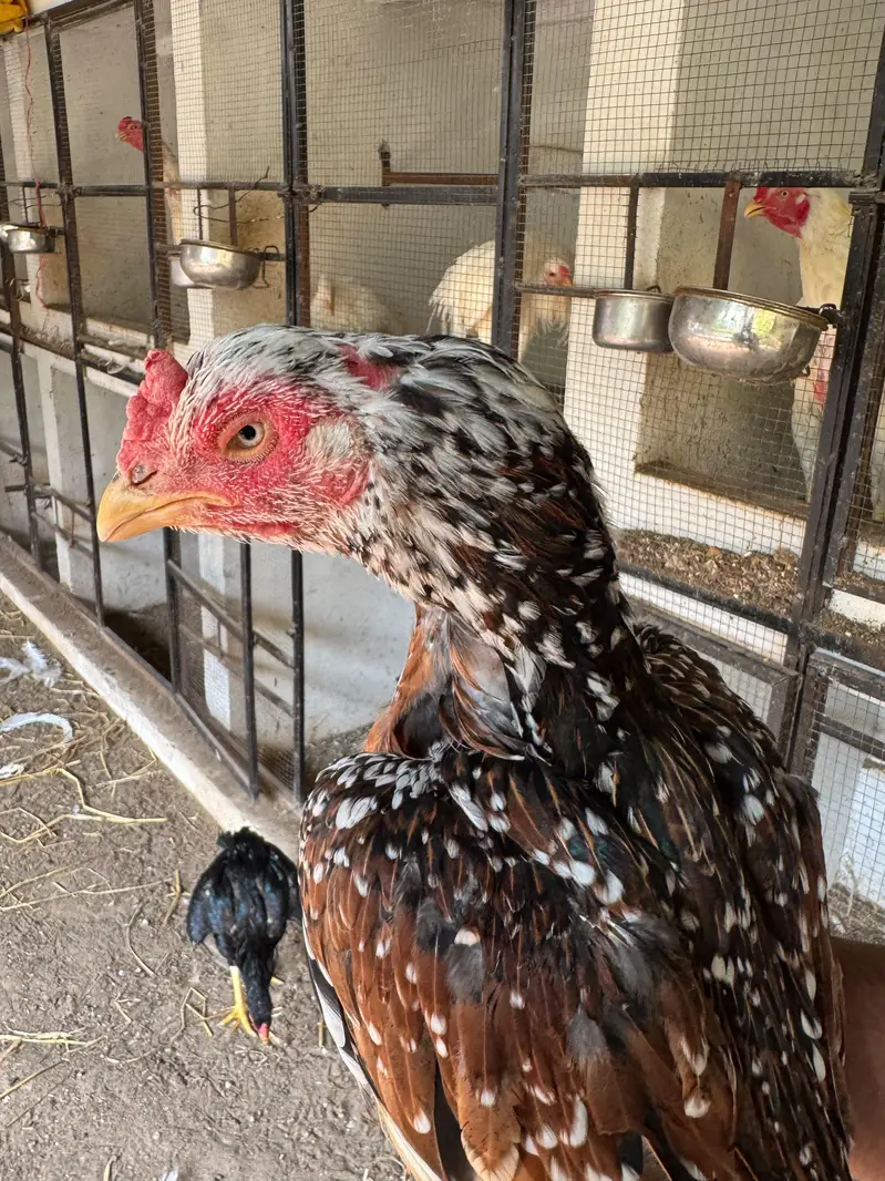 Top Quality Aseel and Shomo Breeder Egg lying Hens — photo 2