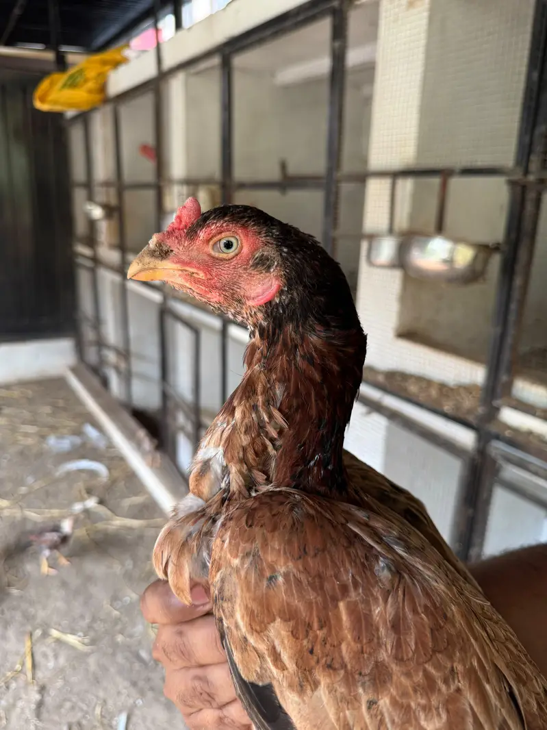 Top Quality Aseel and Shomo Breeder Egg lying Hens — photo 3