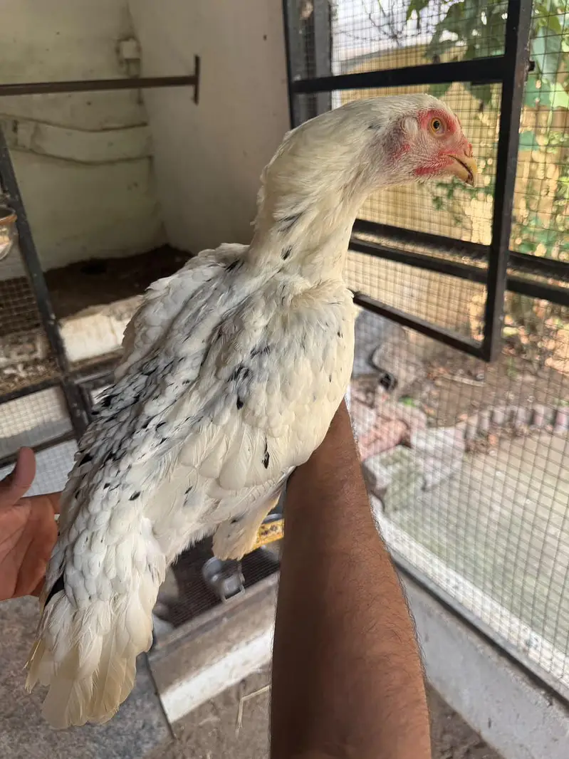 Top Quality Aseel and Shomo Breeder Egg lying Hens — photo 4