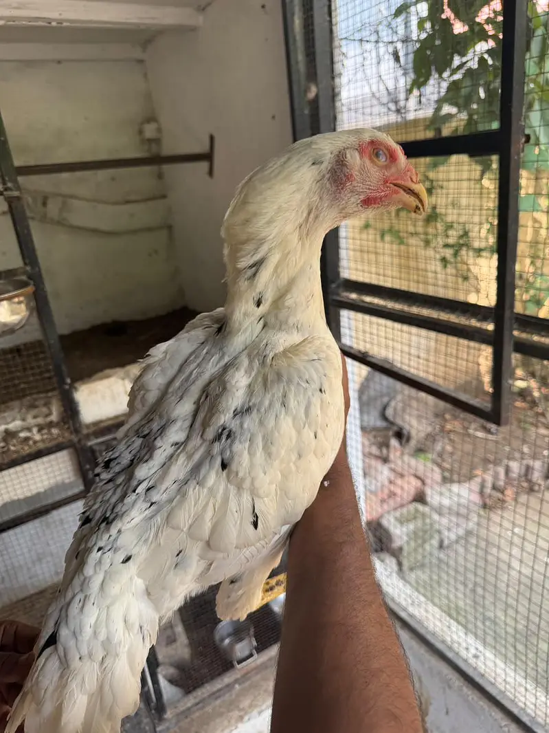 Top Quality Aseel and Shomo Breeder Egg lying Hens — photo 5