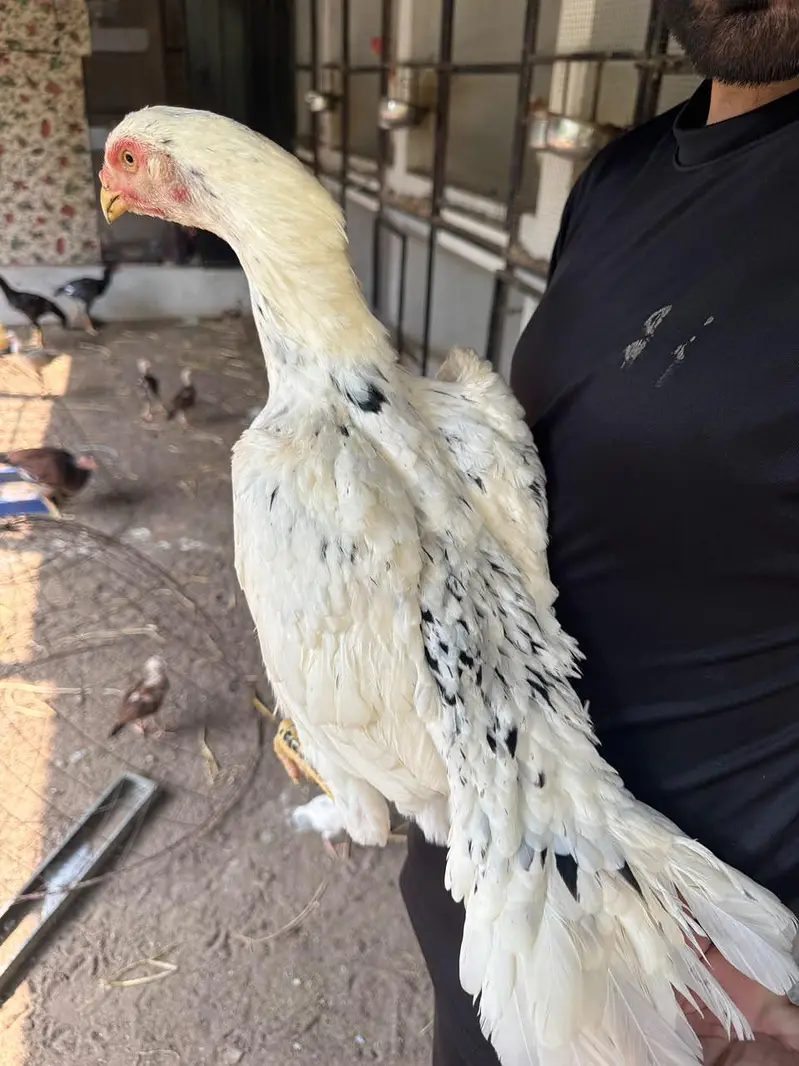 Top Quality Aseel and Shomo Breeder Egg lying Hens — photo 6