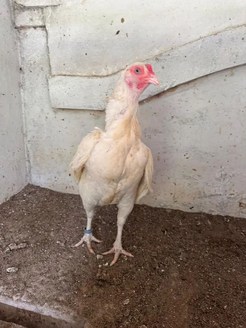 Top Quality Aseel and Shomo Breeder Egg lying Hens — photo 7