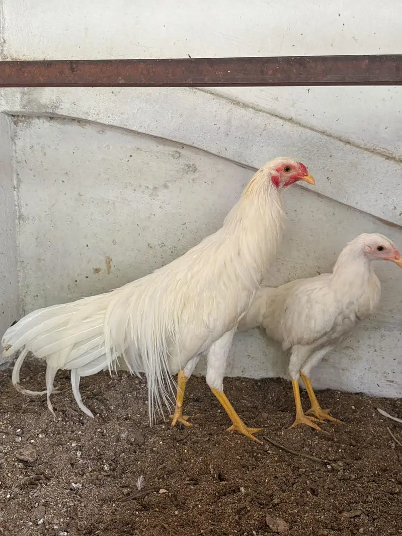 Top Quality Aseel and Shomo Breeder Egg lying Hens — photo 8