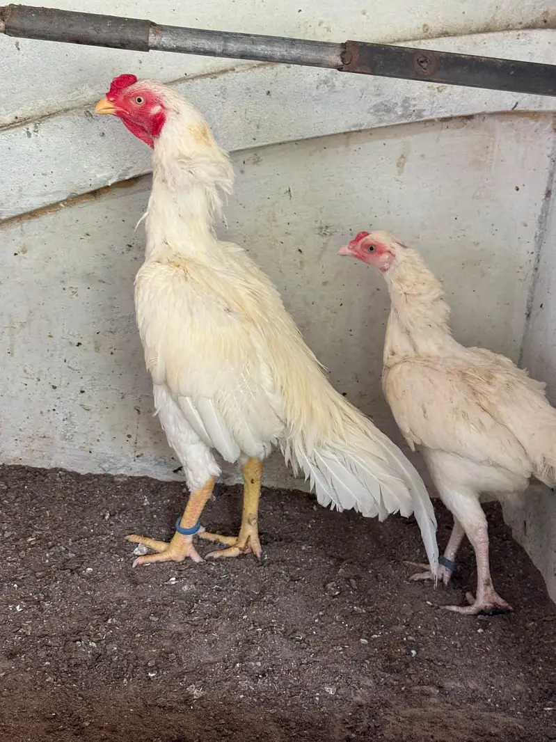 Top Quality Aseel and Shomo Breeder Egg lying Hens — photo 9