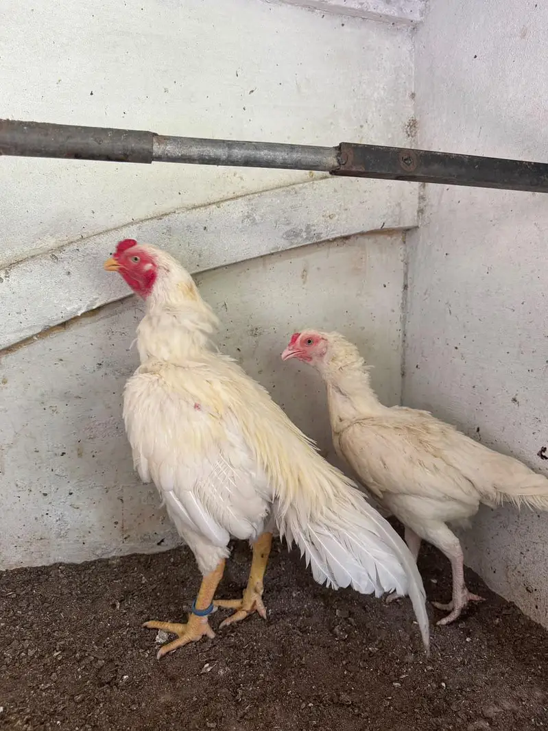 Top Quality Aseel and Shomo Breeder Egg lying Hens — photo 11